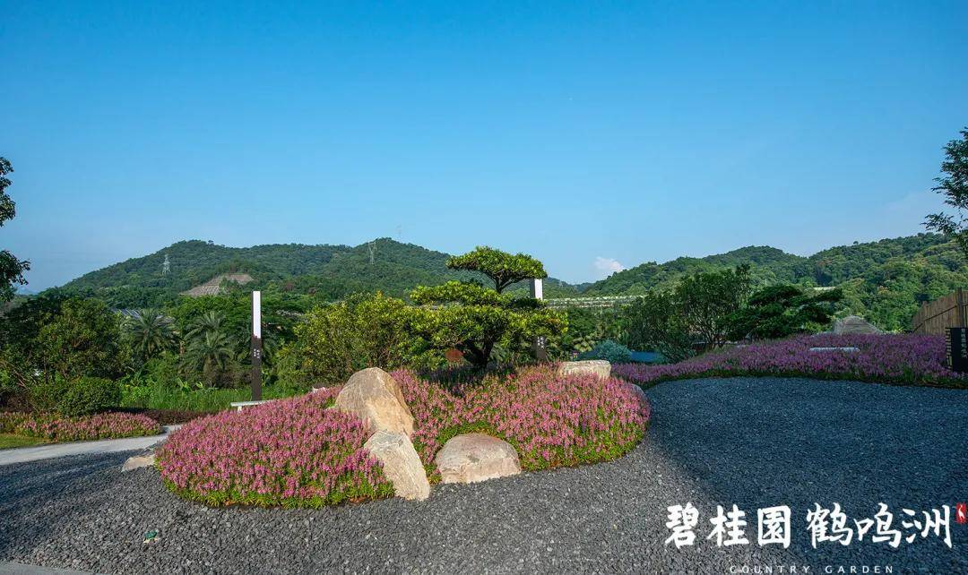 广州北碧桂园鹤鸣洲温泉环湖别墅最新消息官方发布