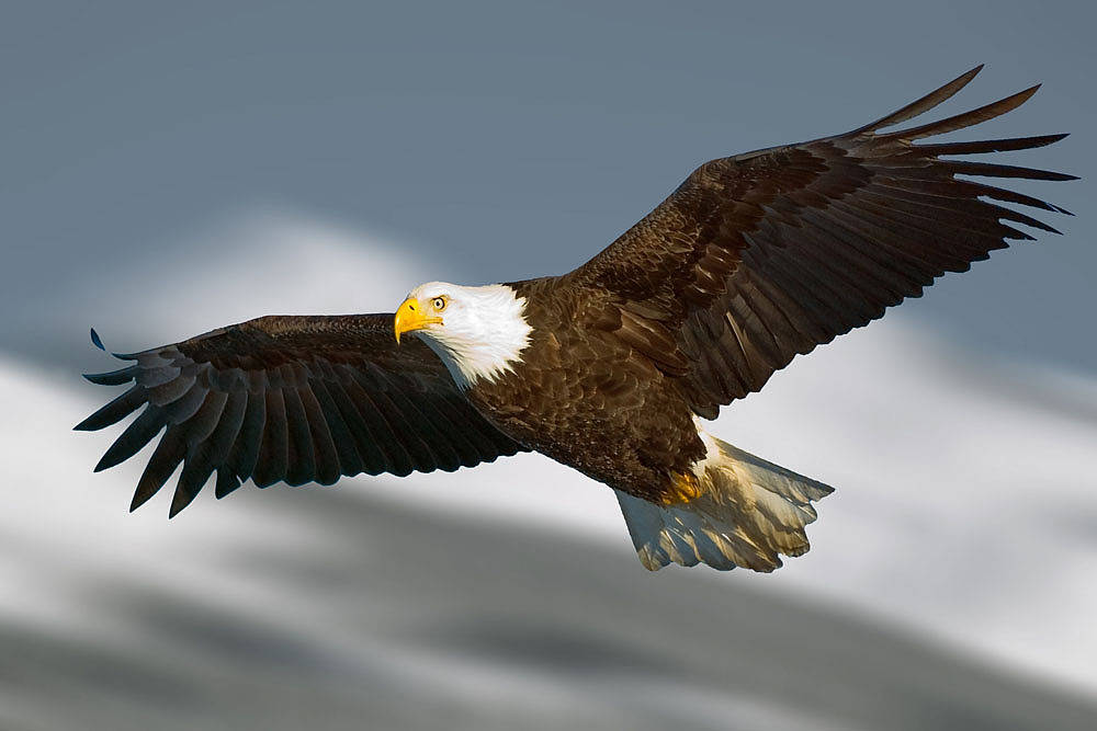 没错,老鹰的天敌,就是名字叫做必胜鸟的一种雀形目鸟类.