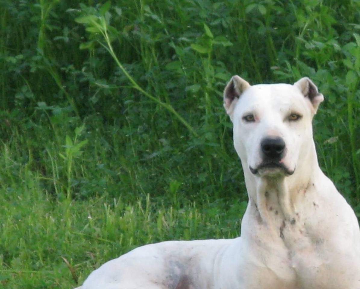 血统混杂,却是极品的2种猛犬,其中它来自一个穷国富狗