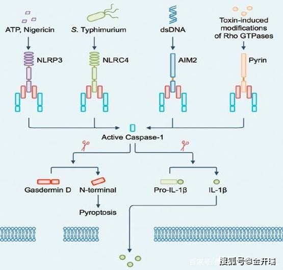 【周二直播入口】细胞焦亡的分子机制研究_caspase