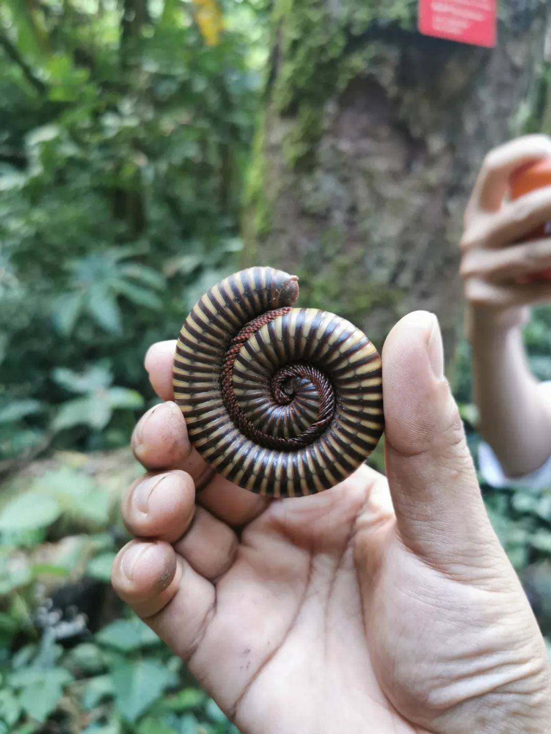 璞空间版纳动植物王冠上的明珠探寻版纳生物多样性之旅