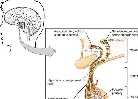 下丘脑大细胞性神经内分泌细胞的轴突直接延伸至垂体后叶,即神经垂体