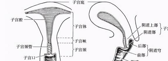 在宫体的下部与宫颈尚不相接处有一段较狭细的部分,称为子宫峡.