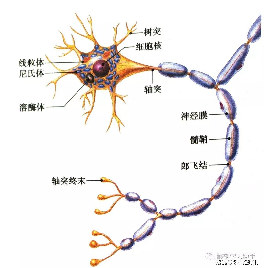 基本组织 — 神经组织知识分享_神经细胞