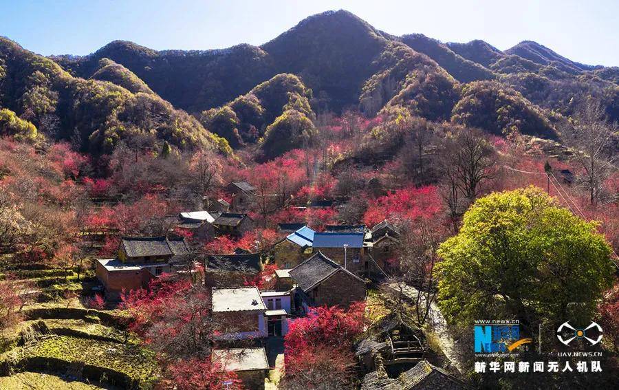 山西阳城县押水村—山茱萸扮靓小山村