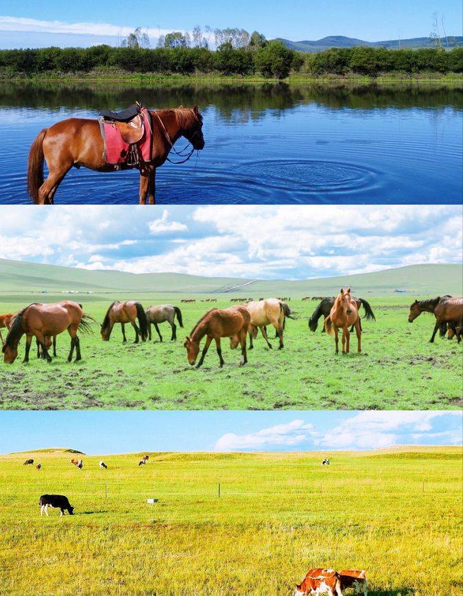 内蒙古一美丽草原,风景优美,水草丰美,还是游牧民族的发祥地