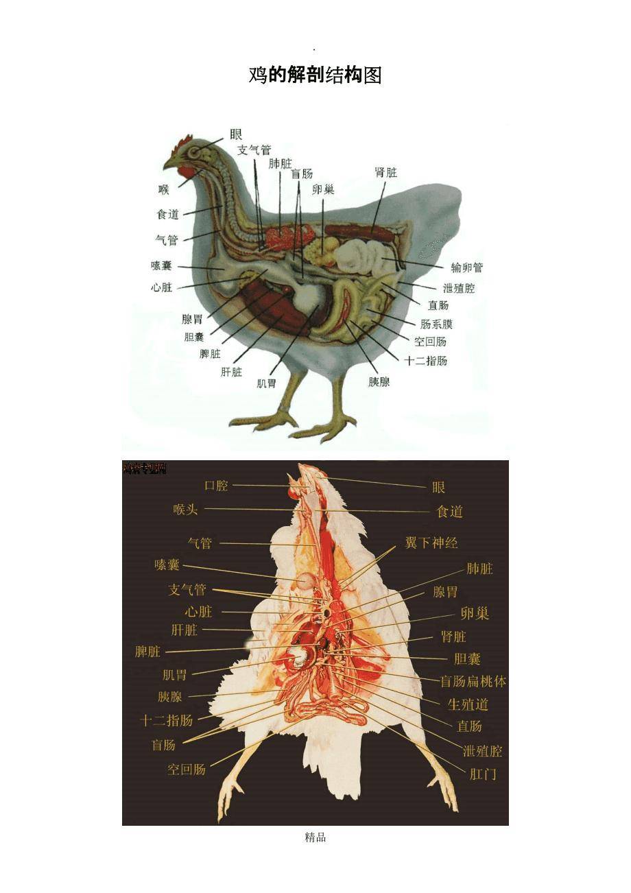 图注:鸡的解剖学结构