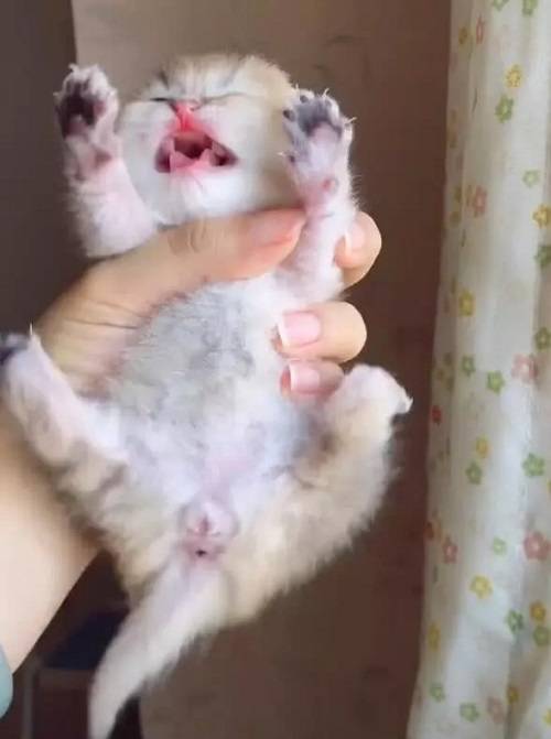 小奶猫被主人握在手里,拼命挣扎露萌点,网友:萌死人不