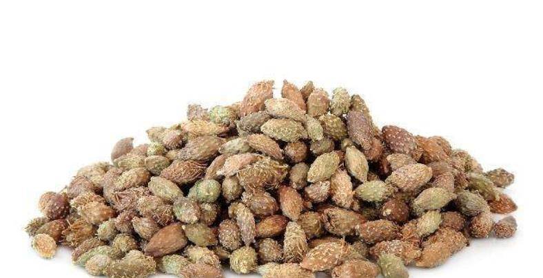苍耳子泡水喝有3种功效,苍耳子怎么泡水喝?禁忌有哪些?