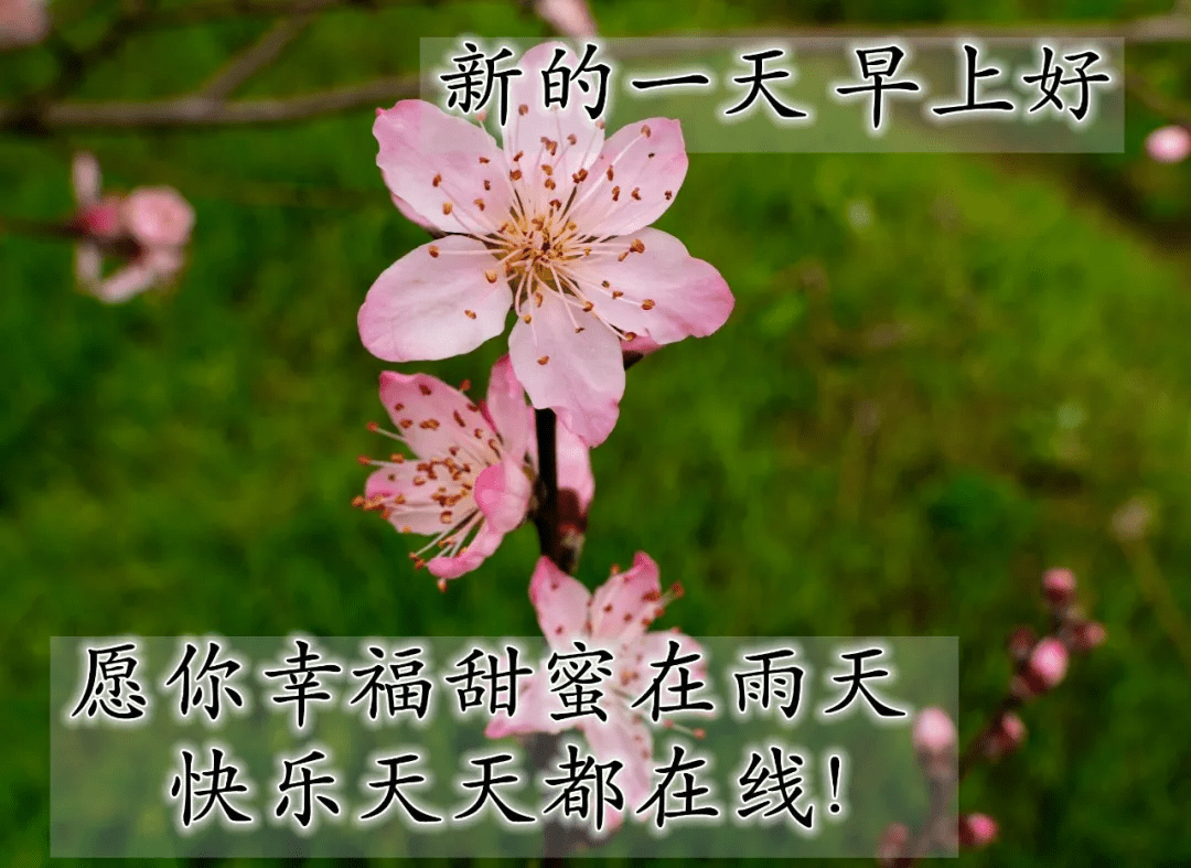 新的一天精挑细选的早晨好问候祝福图片带字,好看的早安图片带字