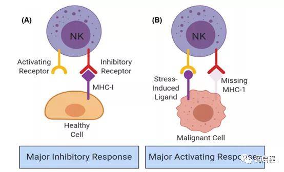 nk细胞生物学特征_受体_信号_毒性