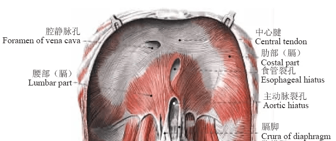 膈肌解剖及常见病变的影像诊断_胸腔_纵隔_韧带