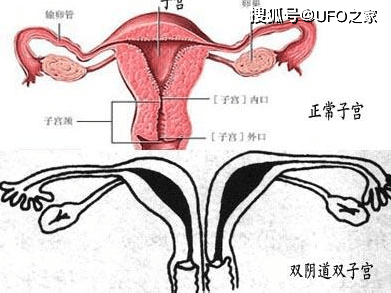 人兔战争持续150年,澳大利亚完败,100亿只兔子吃不完了