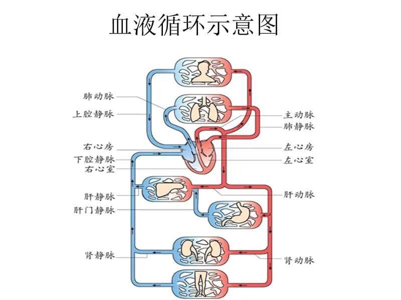 积极保护血管,降低心脑血管疾病患病率_康复_治疗_血液