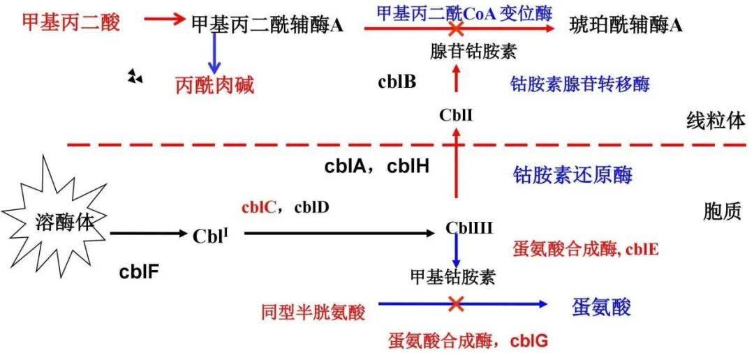 罕见病科普 | 韦翰斯带你了解甲基丙二酸血症基因检测_cbl_代谢_线粒