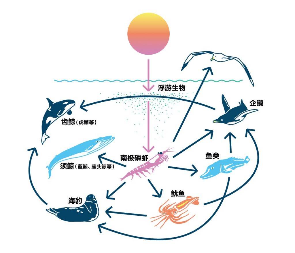 原创每年被吃掉3亿吨南极磷虾究竟是什么生物种群数量达到多少