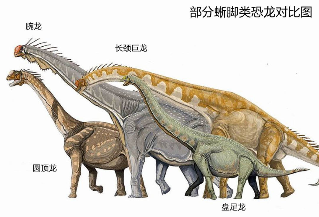 这类恐龙基本属于蜥臀目下的兽脚亚目,这一支是英雄辈出,霸主如云
