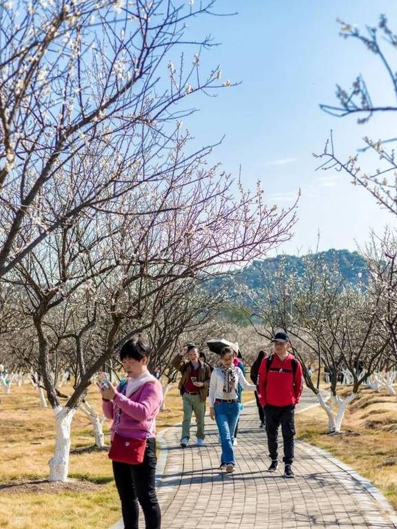 原创广州香雪梅花开了800000㎡梅花绽放花期倒计时7天