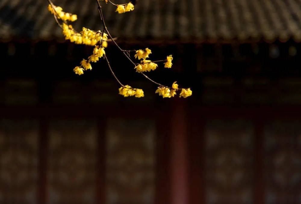 诗词中的那些古词雅称_木樨_别称_蟋蟀