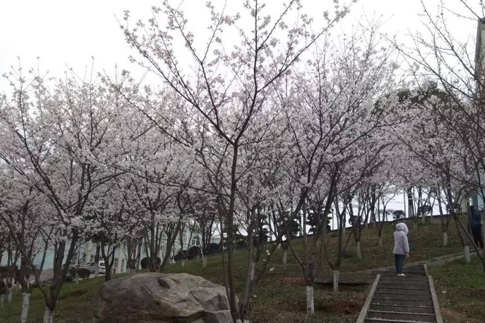 武昌理工学院_梅南山_校园