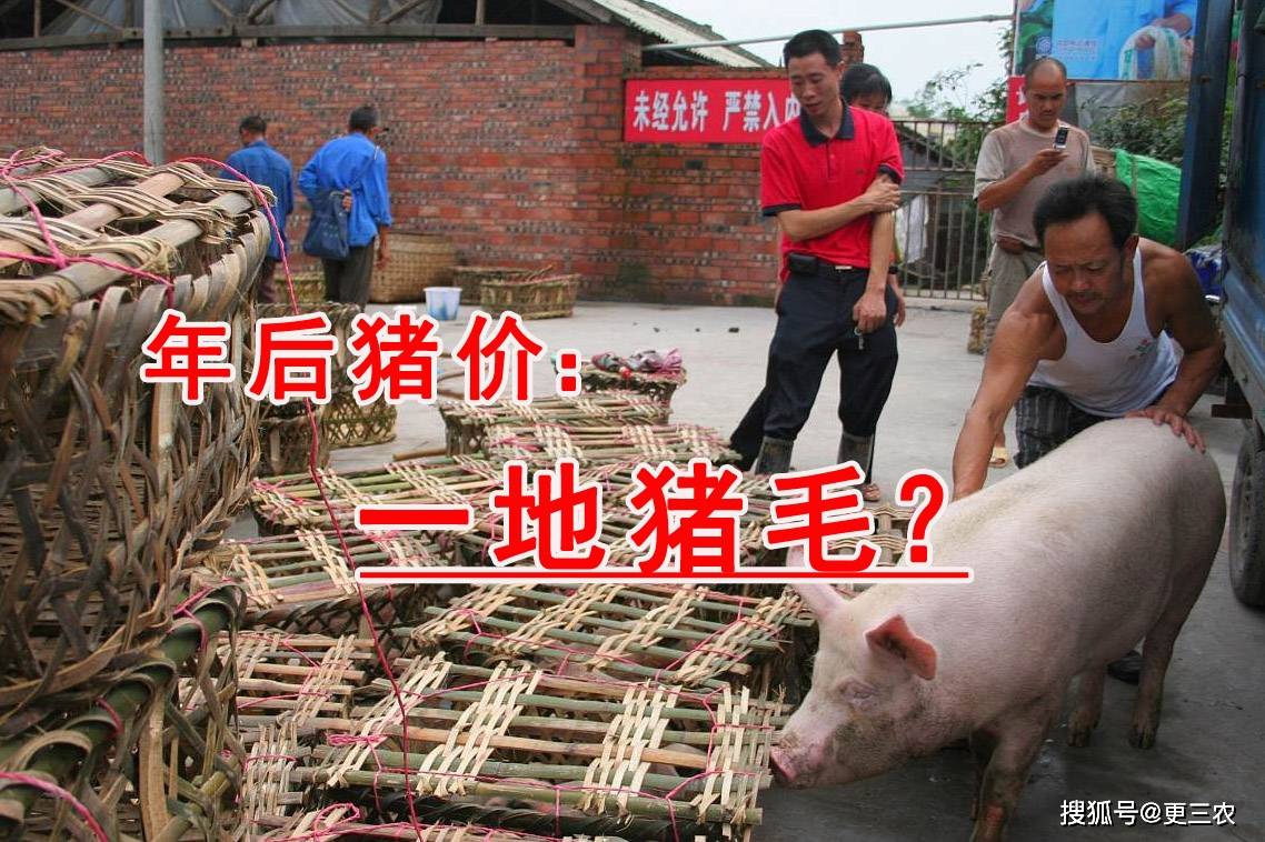 虎年跌价潮来袭!2月7日猪价!_生猪_市场_屠企