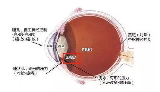 狂补叶黄素、做眼操、戴矫正仪...治近视骗局,90%家长入坑