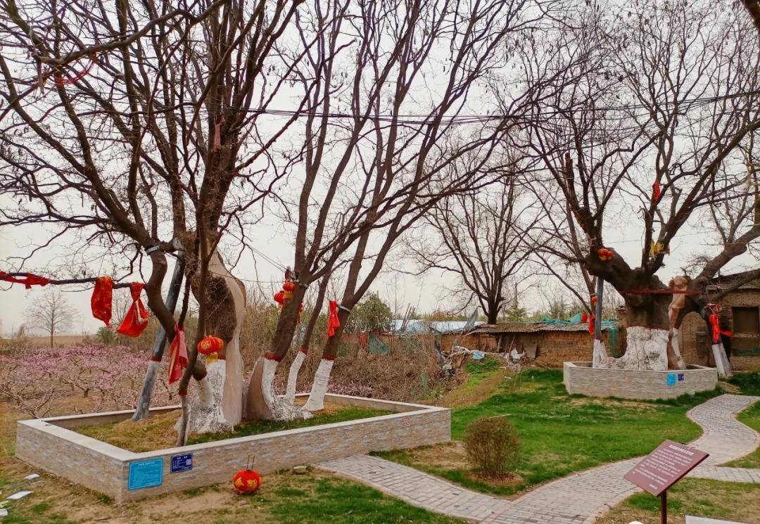 咸阳市徐家寨村:三株古皂荚树,种植于明代末期_长陵