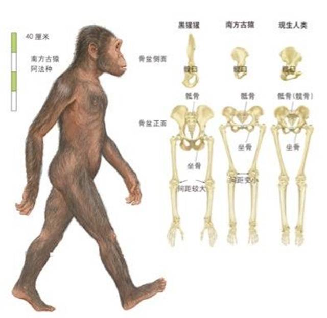 原创动物有发情期发情是为了繁衍人类却没有到底是因为什么