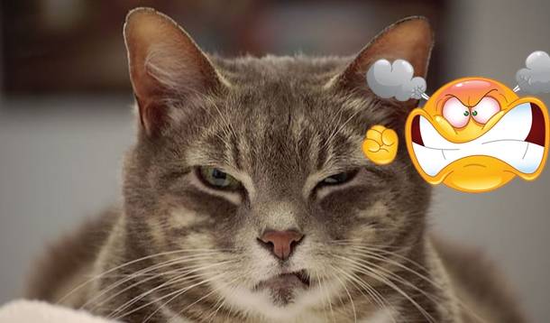 猫朝着我叫,我模仿"喵"叫回应它,它是怎么想的?_彪彪_喵喵_廖廖奥