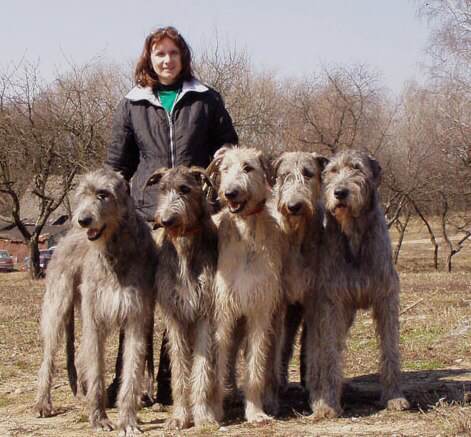 爱尔兰猎狼犬,真正的巨犬,站起来比成年人都高,但它很萌呀!