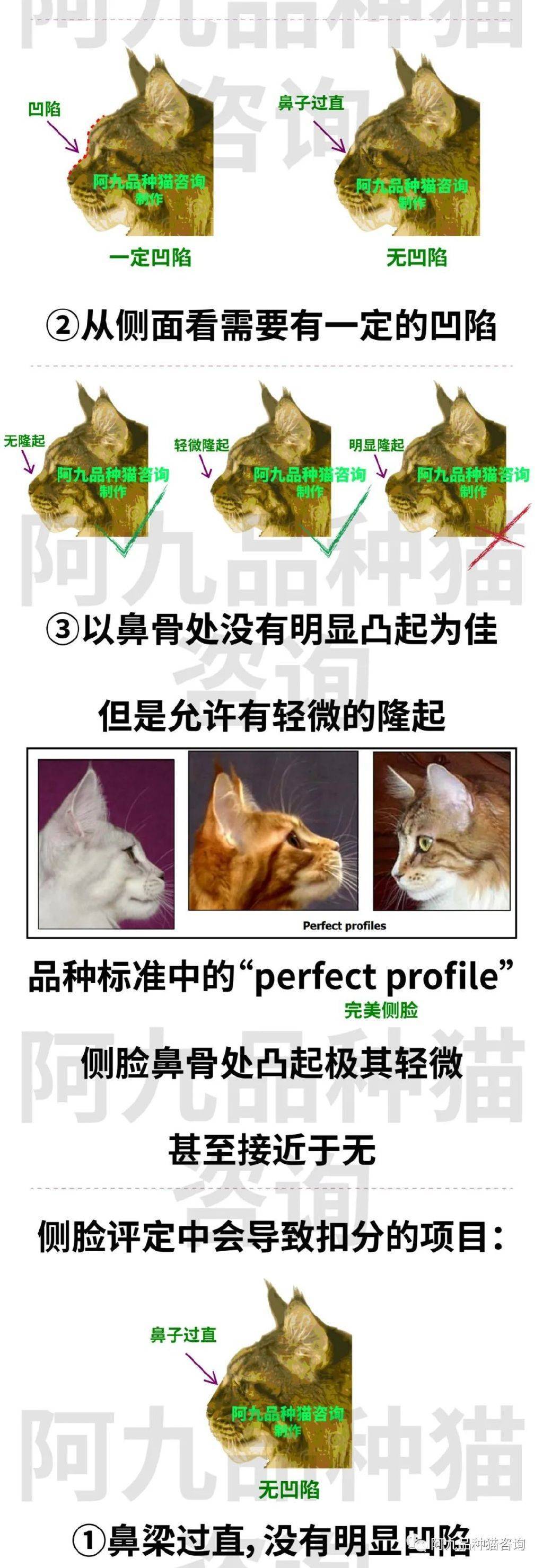 缅因鼻子什么颜色缅因猫罗马鼻子银虎斑缅因鼻子颜色缅因银虎斑鼻子