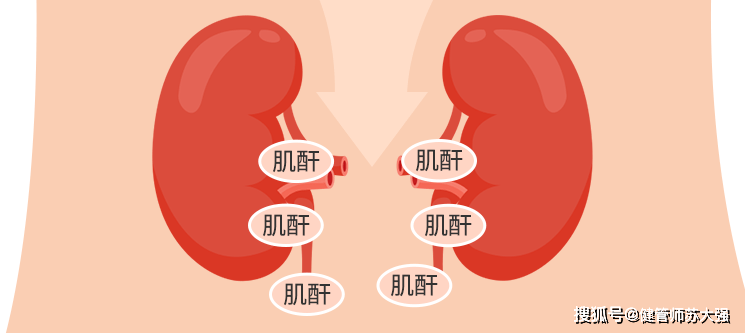 肌酐到底是个啥为什么慢性肾脏病要早发现早治疗