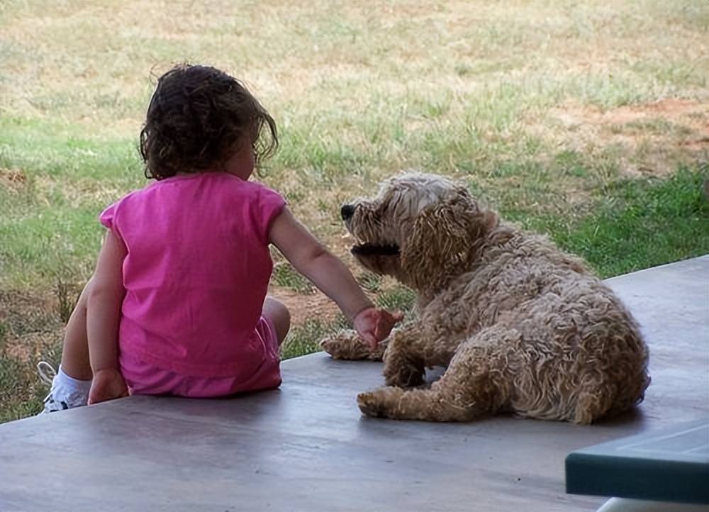 研究显示：宠物对自闭症康复有好处,父母的压力,宠物可能会缓解