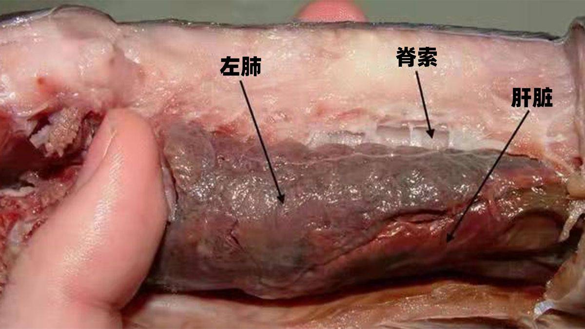 生命最顽强的鱼肺鱼离开水藏在土墙里也能苟活4年之久