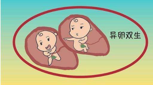 而异卵双胞胎并不是这样,因为是由两个卵子发育而成,并各用自己的胎盘
