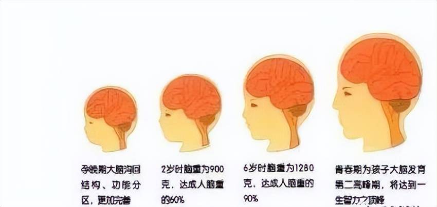 贪吃的孩子不聪明？妈妈长点心,别让贪嘴害了孩子的智力