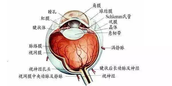 晶立方沉浸式视力康养系统最完整最有用的眼睛基础解剖图值得收藏