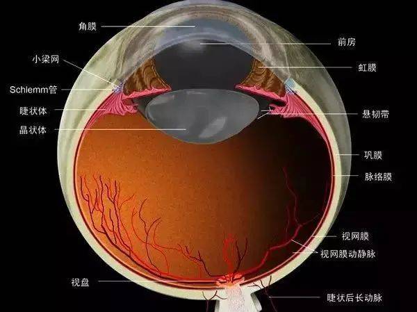 晶视达沉浸式视力康养系统 | 最完整,最有用的眼睛基础解剖图,值得