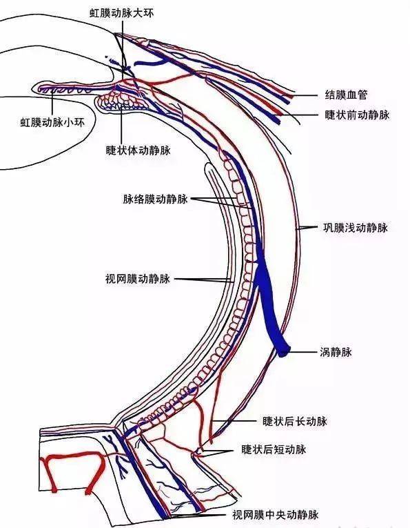 晶视达沉浸式视力康养系统最完整最有用的眼睛基础解剖图值得收藏