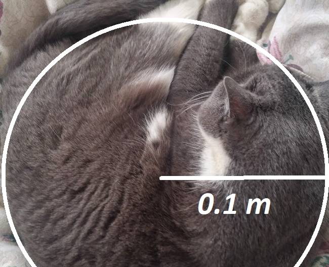 原创如果猫变成了黑洞会发生哪些意想不到的事情