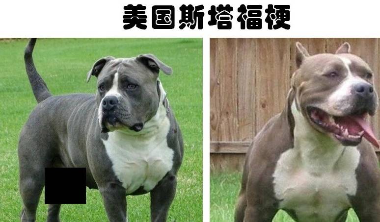 美国斯塔福梗是以斗牛犬和梗杂交而来的一种犬种,美国斯塔福梗肌肉