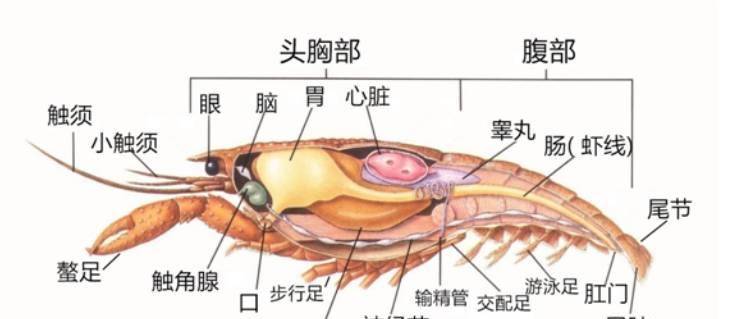 想要明白这个问题我们得先了解小龙虾的身体结构.