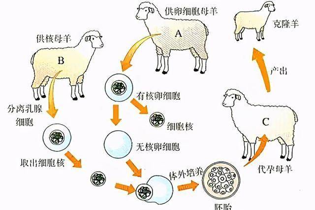 接下来,科学家去除雌羊b卵细胞中的细胞核,并且提取出雌羊a乳腺细胞中