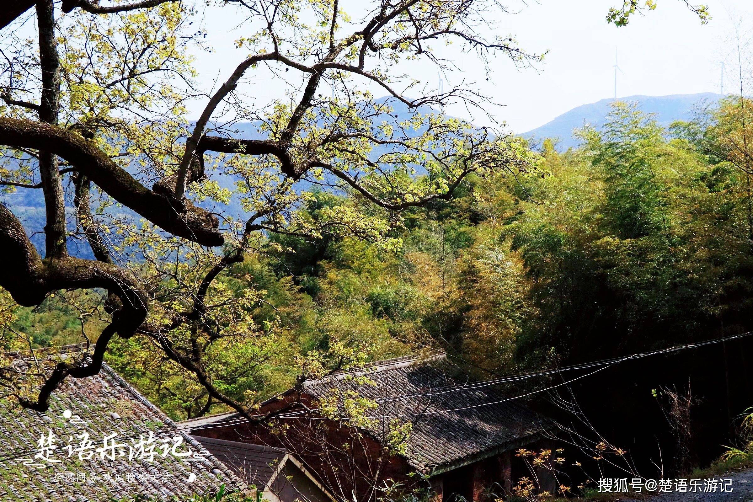 阶梯民居如剧场,梯田茶园美如画_金山村_古村_白岩山