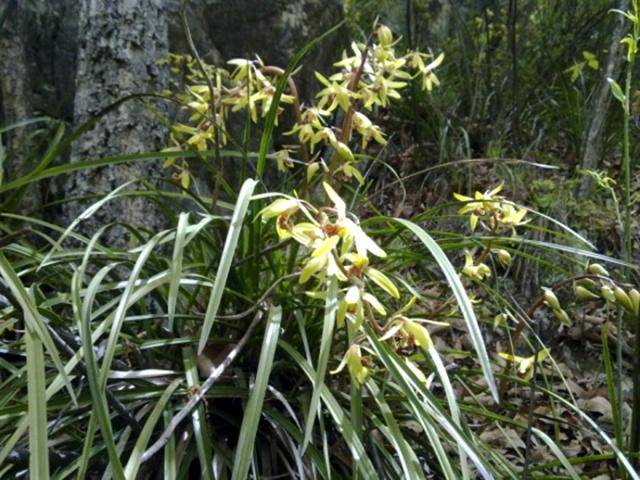 农村老人:兰花虽好,有一种要远离,老农进山绕着走,怕惹麻烦_惠兰_植物