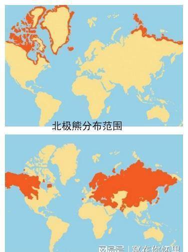 北极熊打不过棕熊吗同级猛兽间的较量不能以单纯比武论输赢