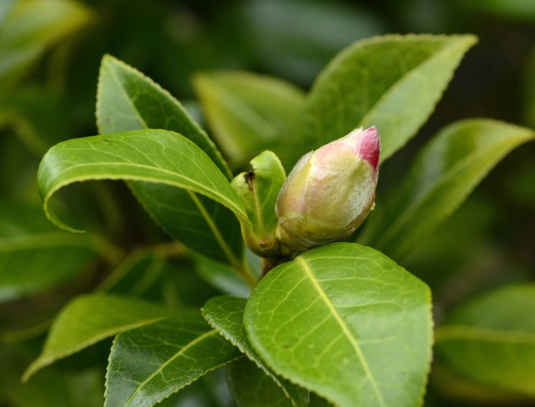 原创酷暑到来前养茶花记得加一物一根枝条能长六七个花苞