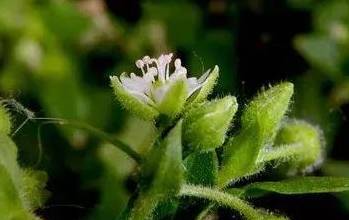 农村的一种天鹅草药用价值双高祛风湿通经络