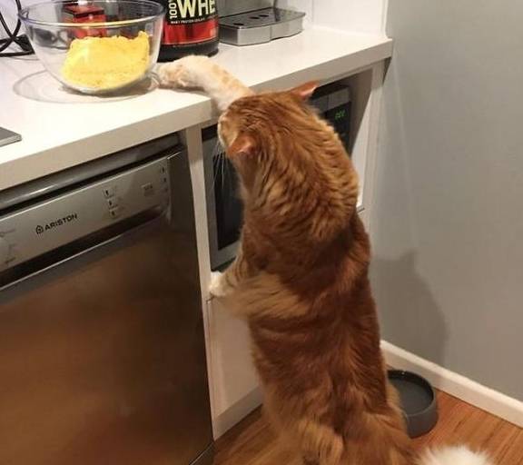 又是大胖橘歪果夫妻的小奶猫竟然长世界第一大胖橘