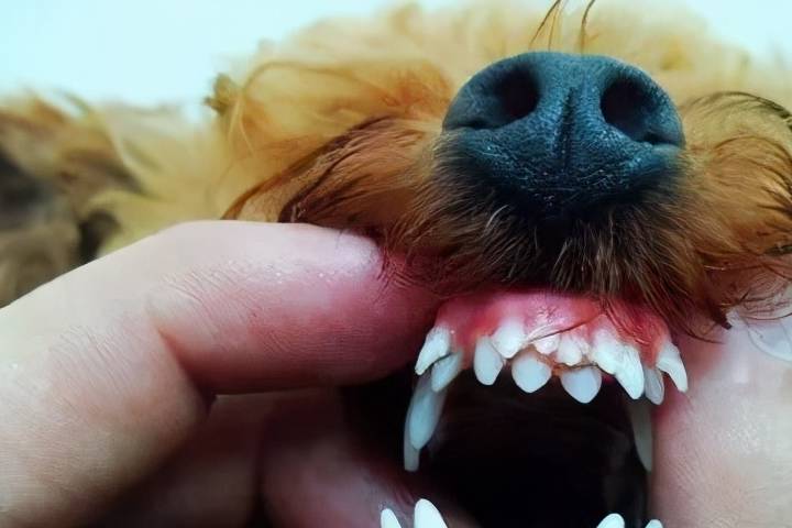 原创狗狗缺钙的表现你注意给它补钙了吗